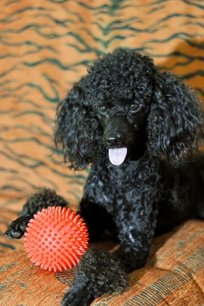 Kırmızı Top ile siyah fino köpeği — Stok fotoğraf