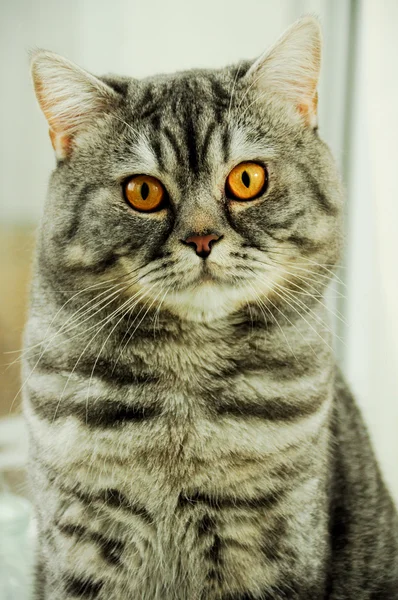 イギリスの猫の品種 — ストック写真
