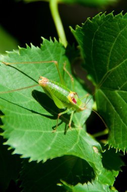 üzerindeki yeşil yaprak yeşil çekirge