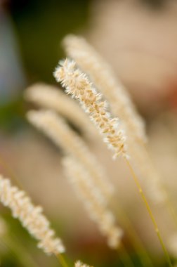 portre spikelets bitki