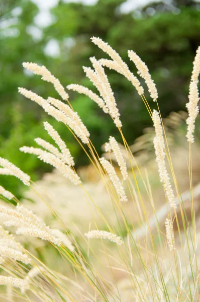 Spikelets Anlage Nahaufnahme — Stockfoto