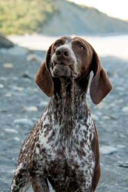 safkan köpek kurtshaar