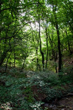 Ivy ile yoğun orman