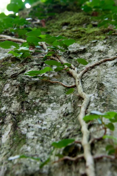 Efeu auf einem Baum — Stockfoto