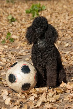 bir futbol topu ile oturan siyah fino köpeği
