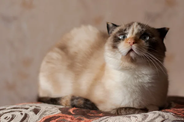 Cat breed of lop-eared close up — Stock Photo, Image