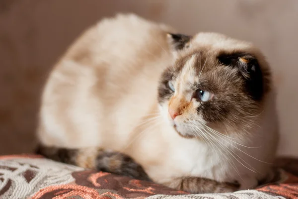 Cat breed of lop-eared close up — Stock Photo, Image