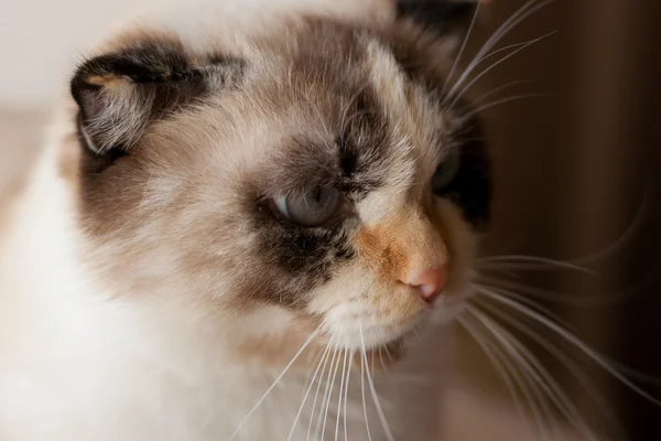 Cat breed of lop-ear close up — стоковое фото