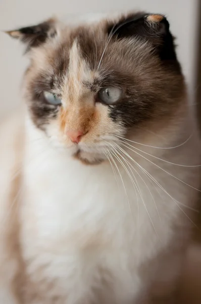 Raça de gato de perto lop-eared — Fotografia de Stock