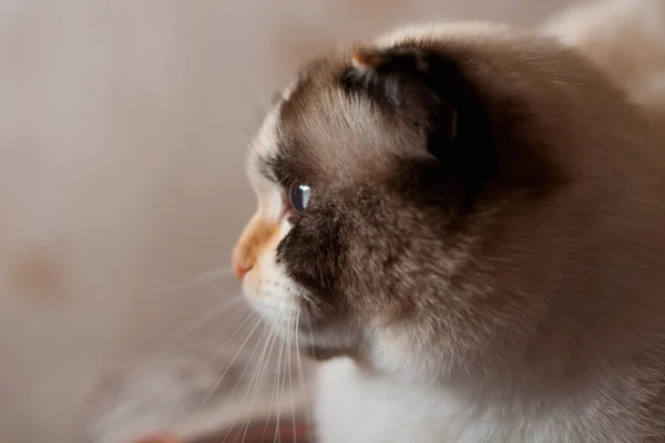 Chat race de lop-oreilles gros plan — Photo