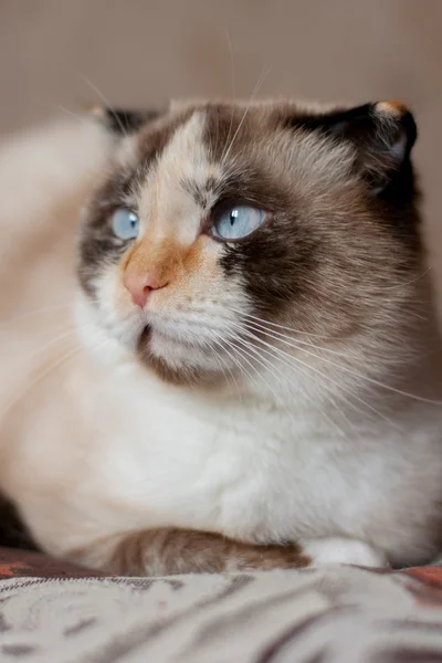 Chat race de lop-oreilles gros plan — Photo