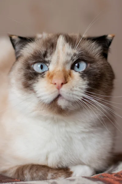 Cat breed of lop-eared close up — Stock Photo, Image