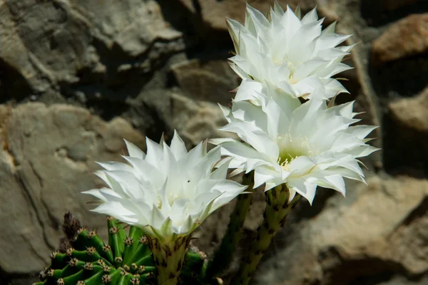 Білий цвітіння кактусів Ліцензійні Стокові Фото