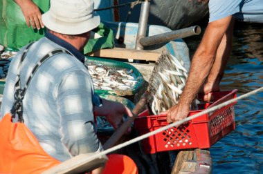 Balıkçılar kutusunda balık dökün