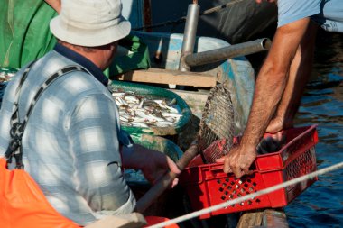 Balıkçılar kutusunda balık dökün