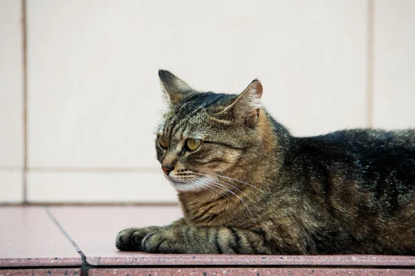 Gri kedi bir döşeme üzerinde yalan