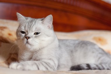 Kedi Britanya ile ilgili stenografi doğurmak