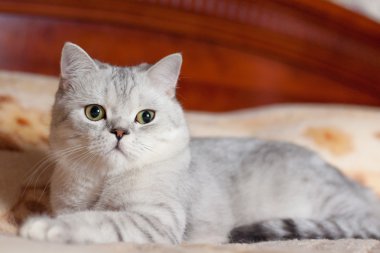 Kedi Britanya ile ilgili stenografi doğurmak