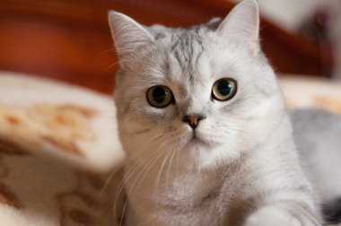 Kedi Britanya ile ilgili stenografi doğurmak