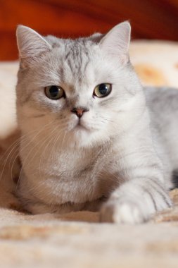 Kedi Britanya ile ilgili stenografi doğurmak