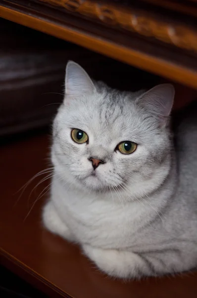 ブリティッシュショートヘアの猫の品種 — ストック写真