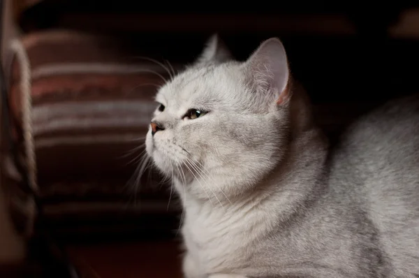 英国短毛猫品种的猫 — 图库照片