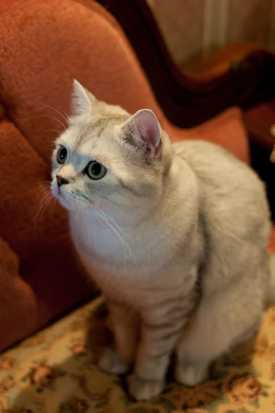Порода британских короткошёрстных кошек — стоковое фото