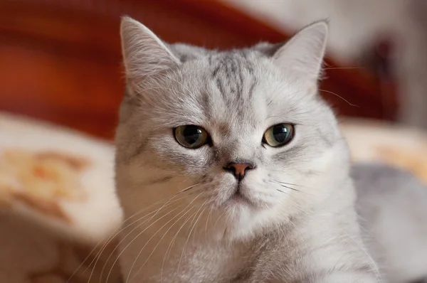 Gato Britânico raça Shorthair — Fotografia de Stock