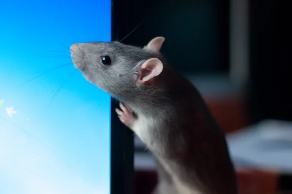 Beautiful gray rat — Stock Photo, Image
