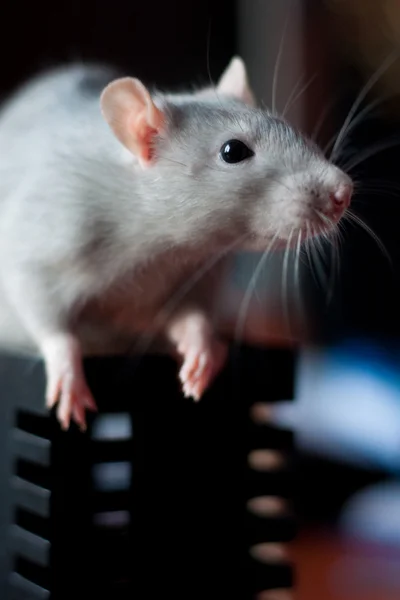美丽的灰鼠 — 图库照片
