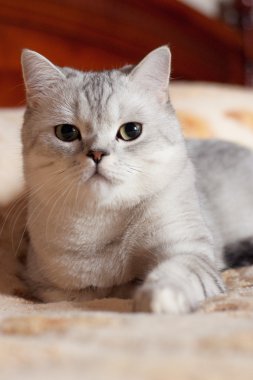 Kedi Britanya ile ilgili stenografi doğurmak