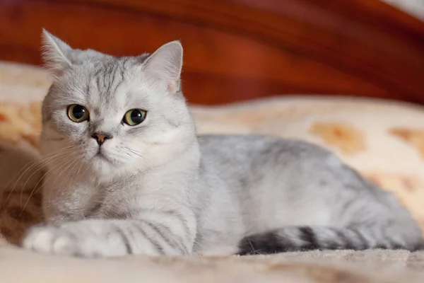 Cat British Shorthair breed — Stock Photo, Image