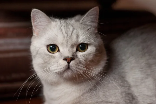 Kucing British Shorthair berkembang biak — Stok Foto
