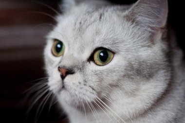 Kedi Britanya ile ilgili stenografi doğurmak