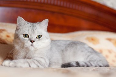 Kedi Britanya ile ilgili stenografi doğurmak