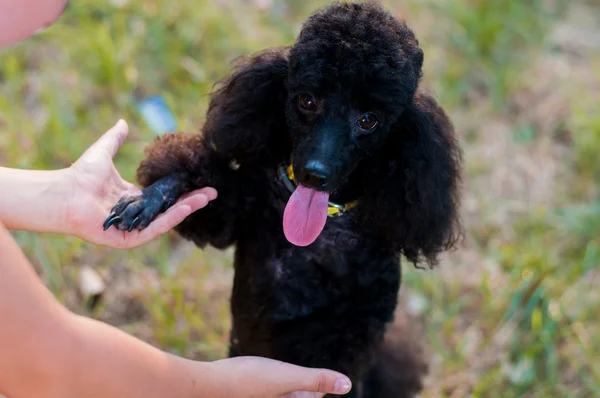 Human hand and a black poodle — Stock Photo, Image