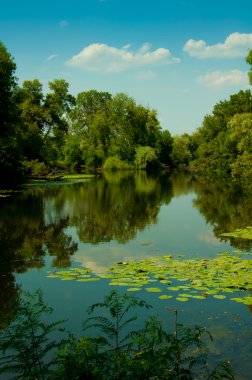 Lily, nehir, ağaçlar