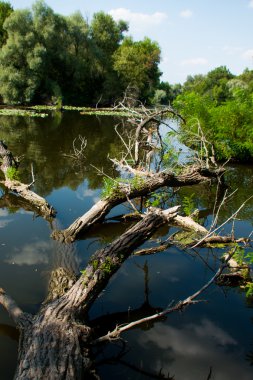 suya düşmüş ağaç