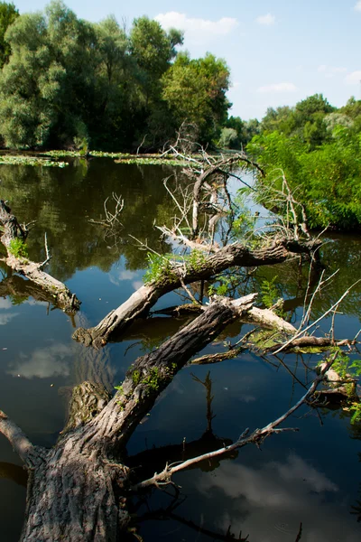 suya düşmüş ağaç