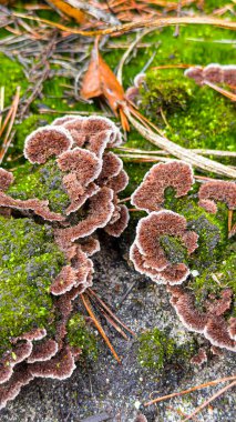 Beautiful plant telephora ground close-up