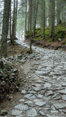 Dağlardaki ormanda güzel bir yol taşla ifade edilir.