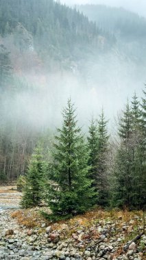 Dağlarda güzel Noel ağaçları Sabah sisinde derenin yanında