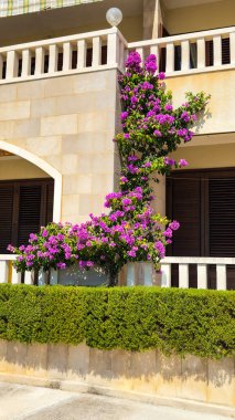 Duvarında güzel kıvrımlı mor bir çiçek olan beyaz bir tuğla bina.