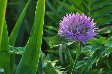 dağ, deniz, gökyüzü