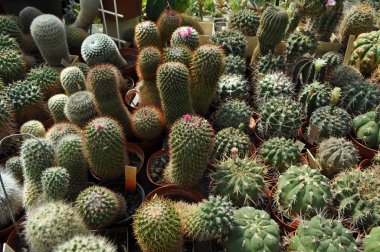 bir sürü kaktüsler