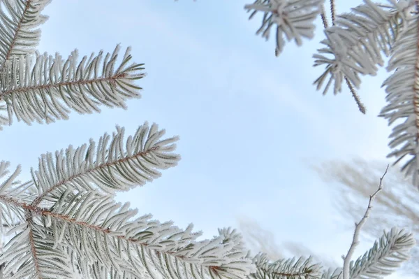 Aiguilles d'épinette dans la neige — Photo