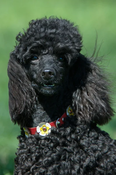 Caniche preto com uma coleira — Fotografia de Stock