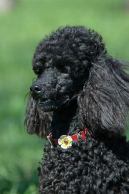 Siyah fino köpeği yakın çekim