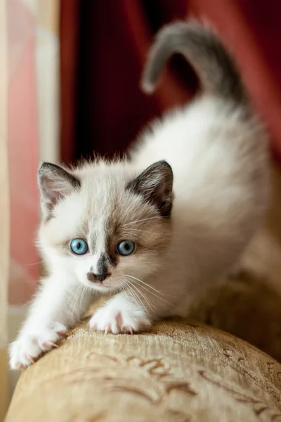 屋内での子猫のクローズ アップ — ストック写真
