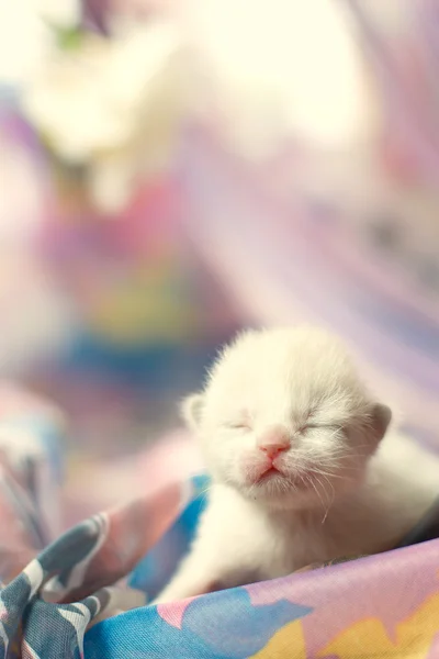 Kleines weißes Kätzchen mit geschlossenen Augen — Stockfoto